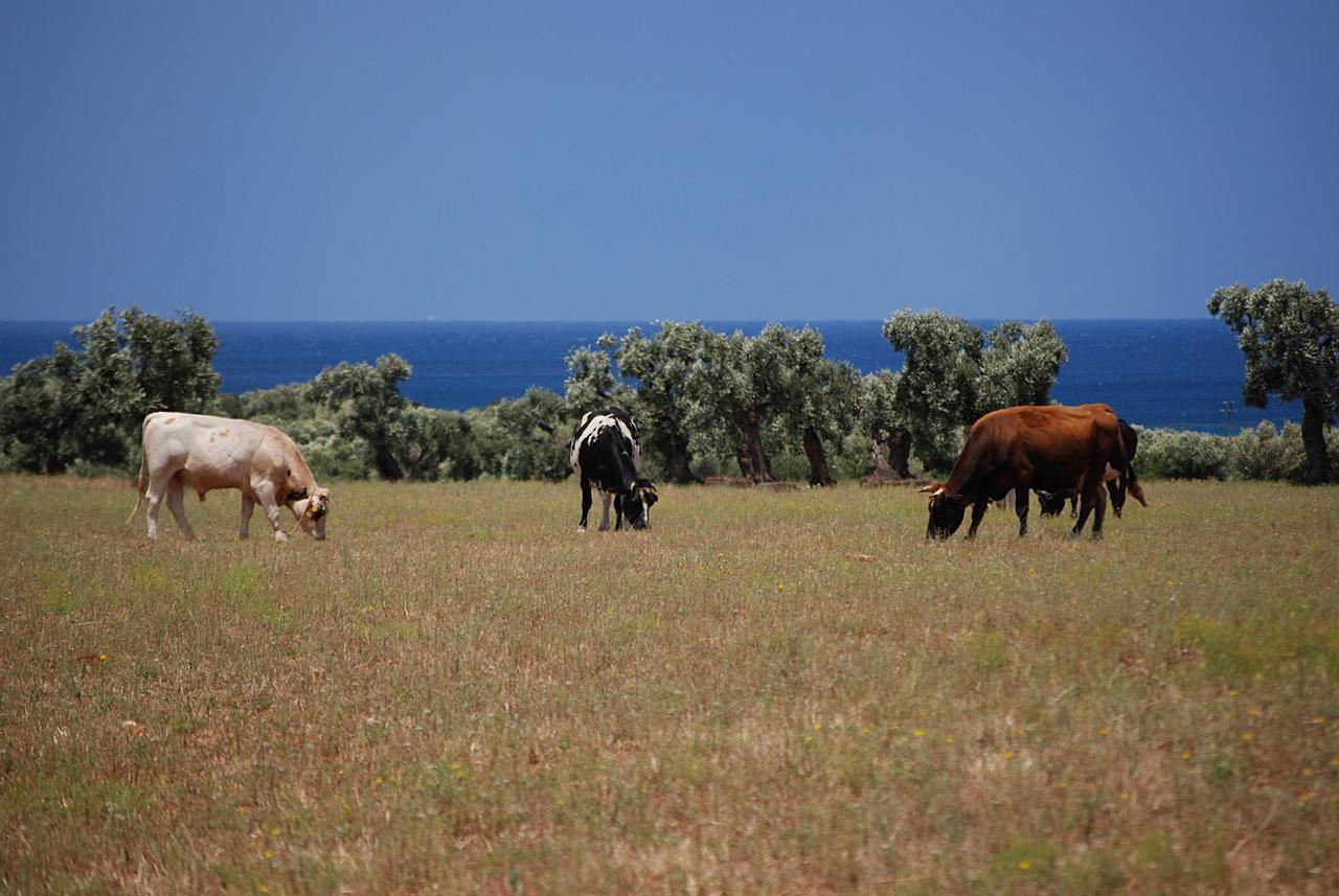 Masseria Palombara Grande Ostuni Εξωτερικό φωτογραφία