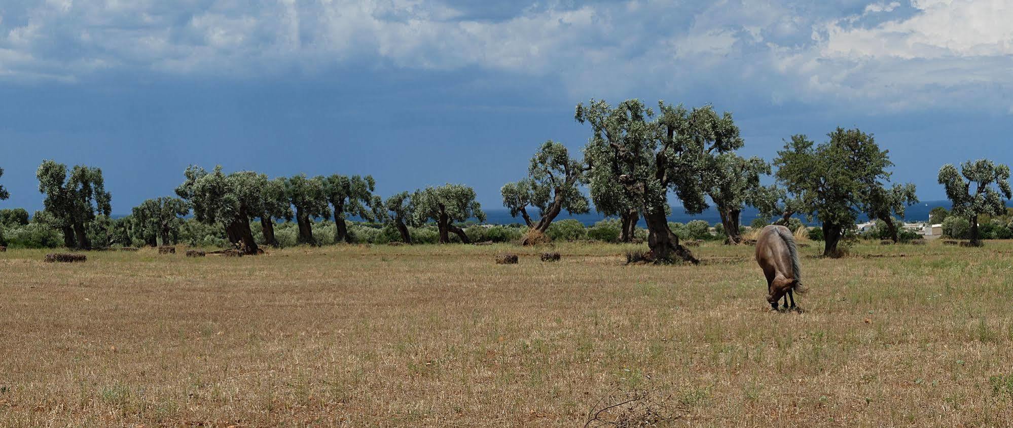 Masseria Palombara Grande Ostuni Εξωτερικό φωτογραφία